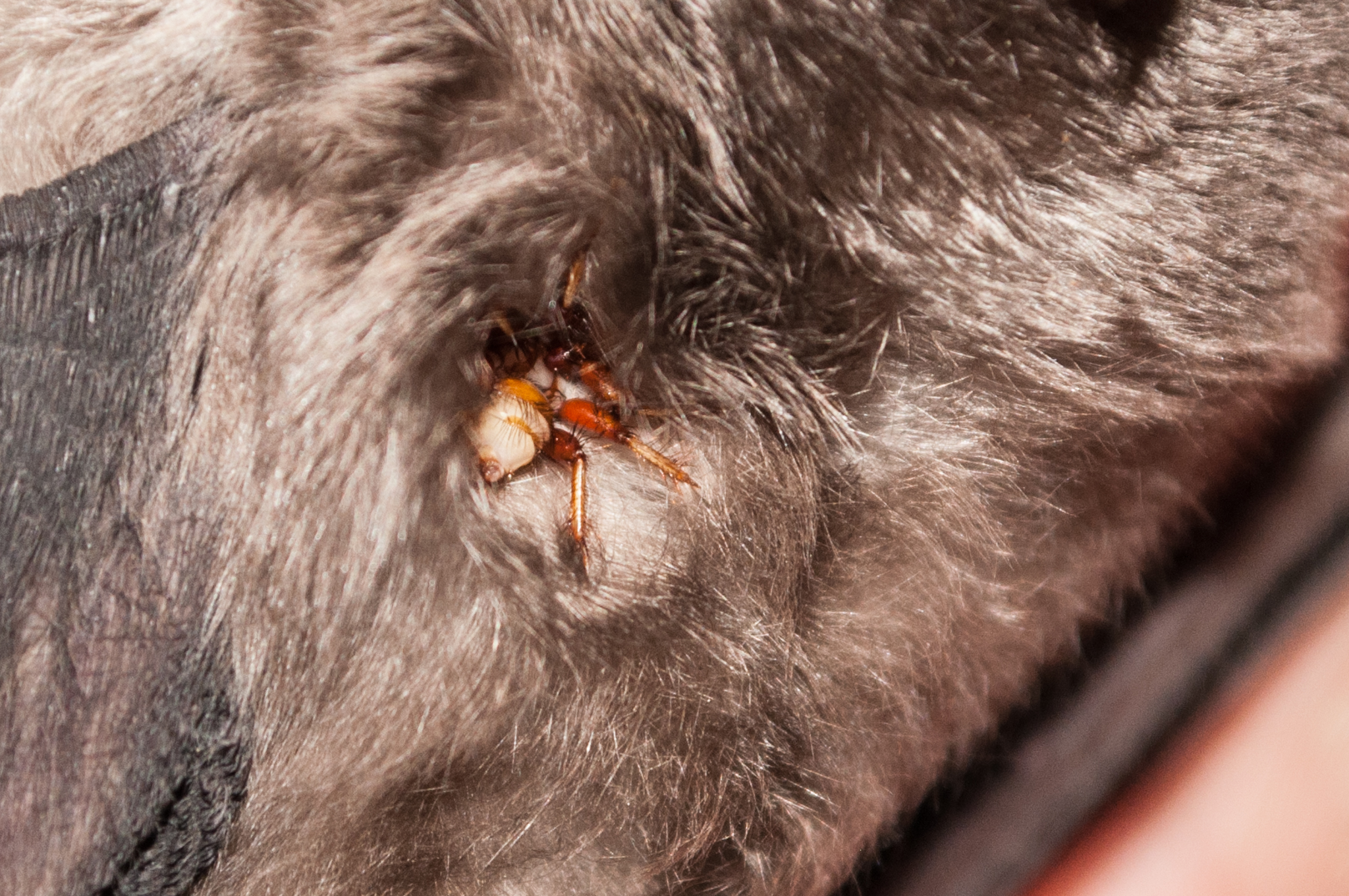 Oumatjie Cave Plettenberg Bay Rhinolophus capensis+Nycteribiidae (11)